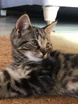 Underbart fin katt pojke 
