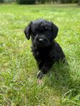 Labradoodle Valpar Levklara