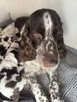 Valpar Engelsk Springer Spaniel