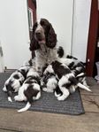 Valpar Engelsk Springer Spaniel