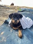 Rottweilervalp inkl. burar, etc söker kärleksfullt hem
