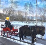 Ponnyvagn
