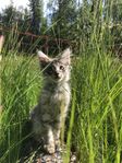 Kattunge Hane