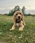 Cocker spaniel valp