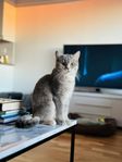 Brittisk Korthår Katt