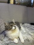 Ragdoll/ Skogskatt