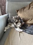 Kattungar
