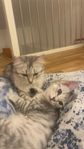 katt