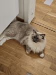 Ragdoll Mamma & son 