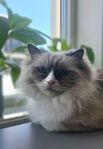 Ragdoll hona