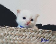 Ragdoll kattunge