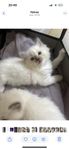 Ragdoll