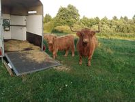 Highland Cattle Kviga