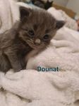 Manx blandras 
