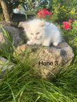 Ragdoll ungar