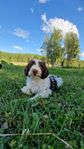 Perro de aqua Españolvalp / Spansk vattenhund