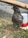 Rumplös Araucana tuppar