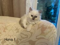 Ragdoll ungar 