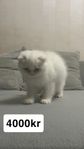katt