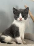 Kattungar 