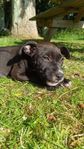 Amstaff blandras