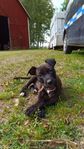 Amstaff blandras