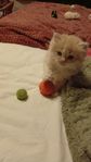 Helig Birma /perser kattunge hane 