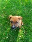Amstaff blandras
