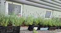 Perenn Lavendel 