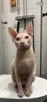 Sphynx söker nytt hem