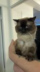 Ragdoll
