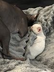 Devon Rex tjej leversklar