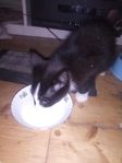 kattunge