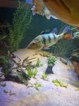 cichla monoculus 
