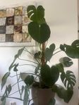 Monstera med kruka