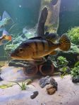 cichla kelberi 