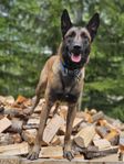 malinois -hane