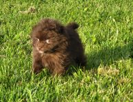 Pomapoo valpar 