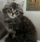 kattunge