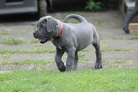 Cane Corso tik SKK