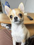 Chihuahua hane