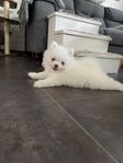 pomeranian