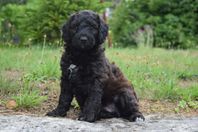 Labradoodle kille