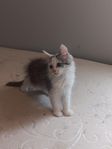 kattunge