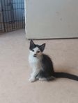 kattunge 