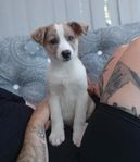 MAS MERLE mix tik
