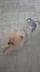 pomeranian renrasig hane
