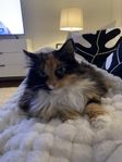 Missekatt söker nytt hem