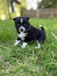 Pomchi 