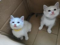 Ragdoll kattungar 
